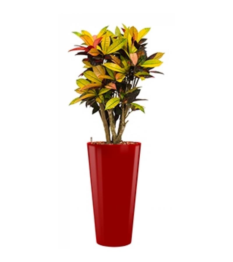 Standard All in 1 Hydrocultuur Croton iceton rond rood