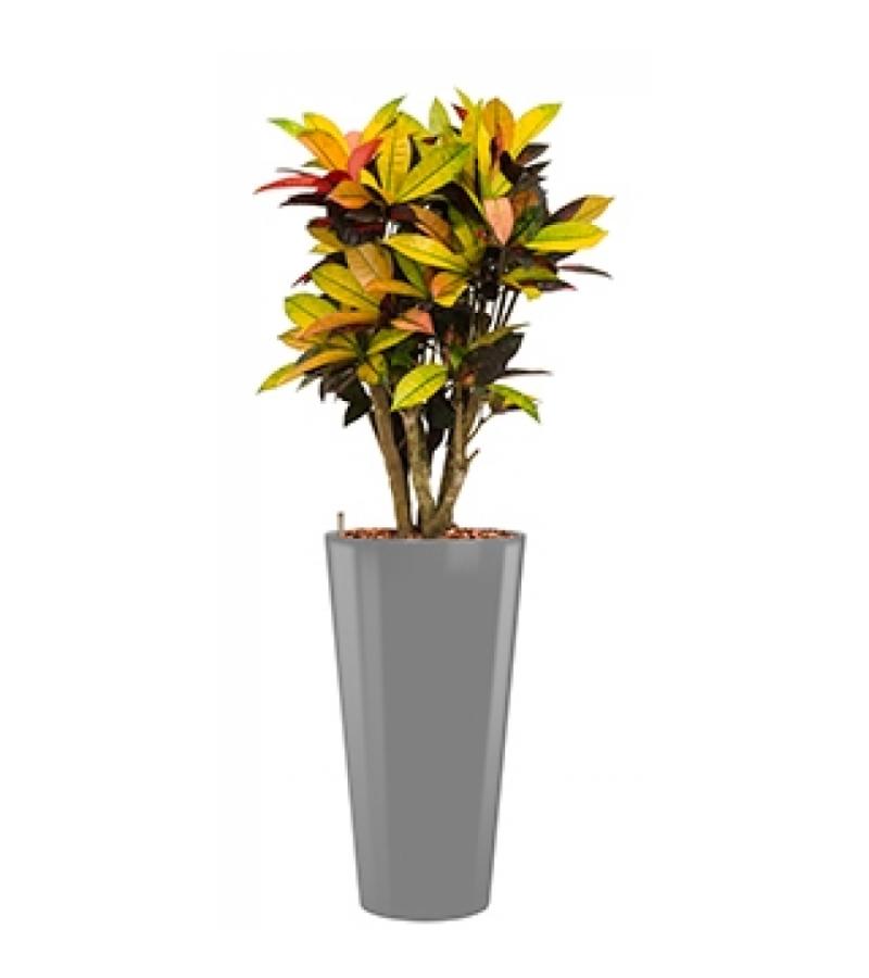 Standard All in 1 Hydrocultuur Croton iceton rond zilver
