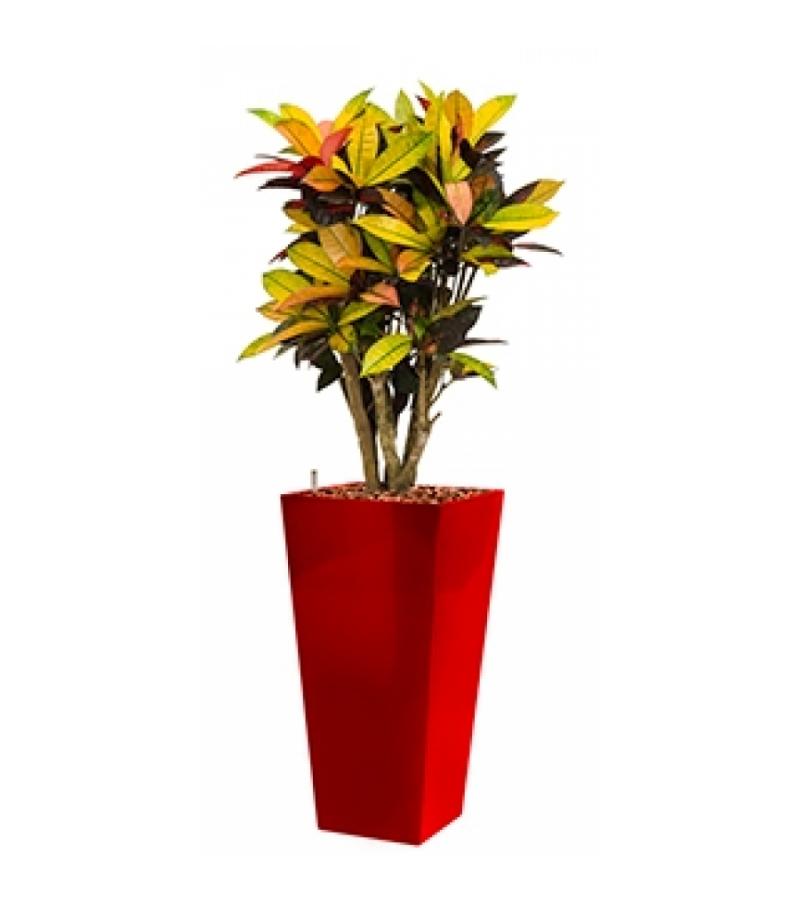 Standard All in 1 Hydrocultuur Croton iceton vierkant rood