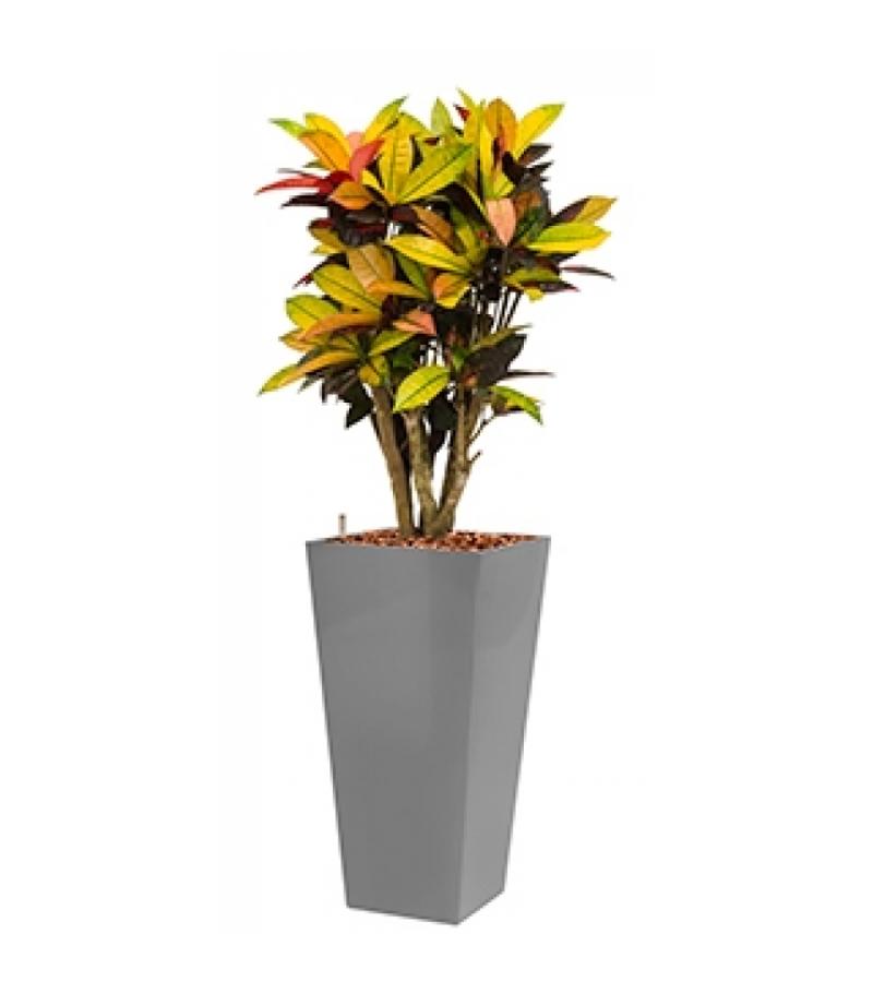 Standard All in 1 Hydrocultuur Croton iceton vierkant zilver