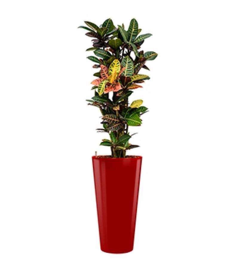 Standard All in 1 Hydrocultuur Croton petra rond rood