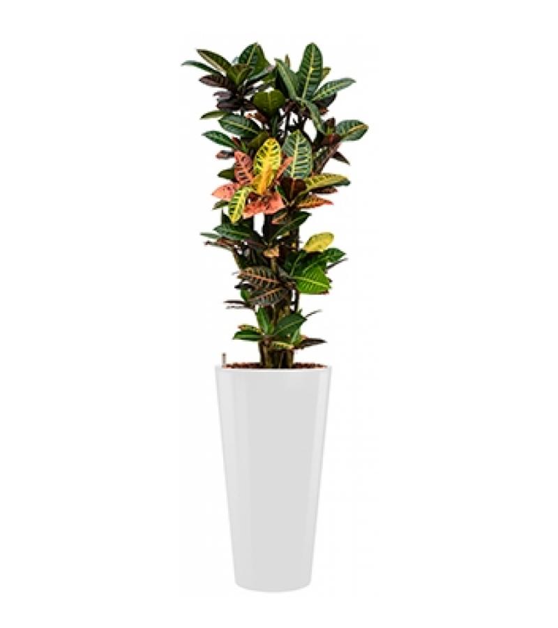 Standard All in 1 Hydrocultuur Croton petra rond wit