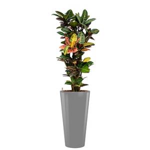 Standard All in 1 Hydrocultuur Croton petra rond zilver