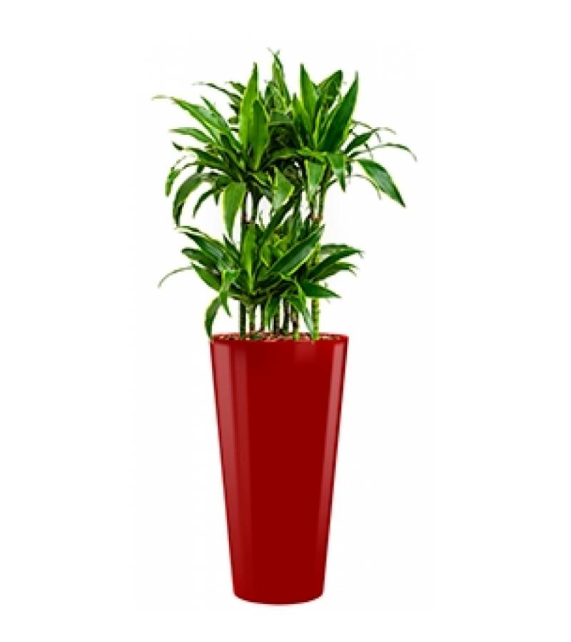 Deluxe All in 1 Hydrocultuur Dracaena arturo rond rood