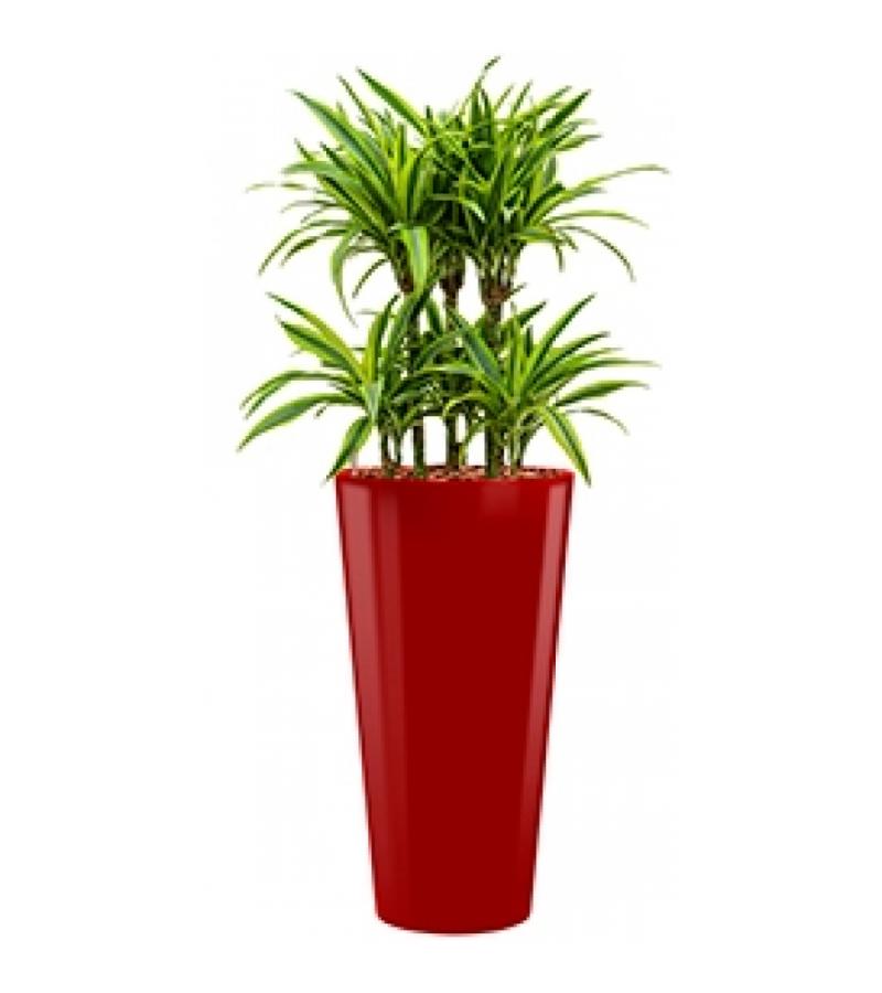 Deluxe All in 1 Hydrocultuur Dracaena lemon lime rond rood
