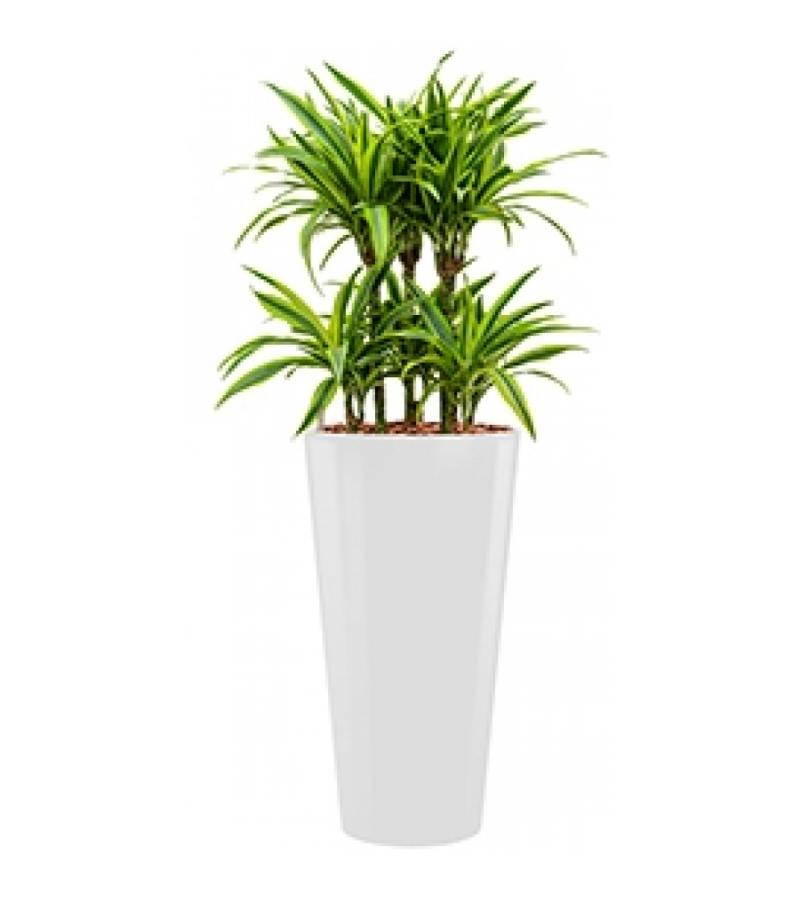 Deluxe All in 1 Hydrocultuur Dracaena lemon lime rond wit