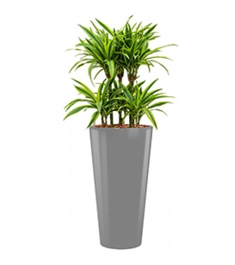 Deluxe All in 1 Hydrocultuur Dracaena lemon lime rond zilver