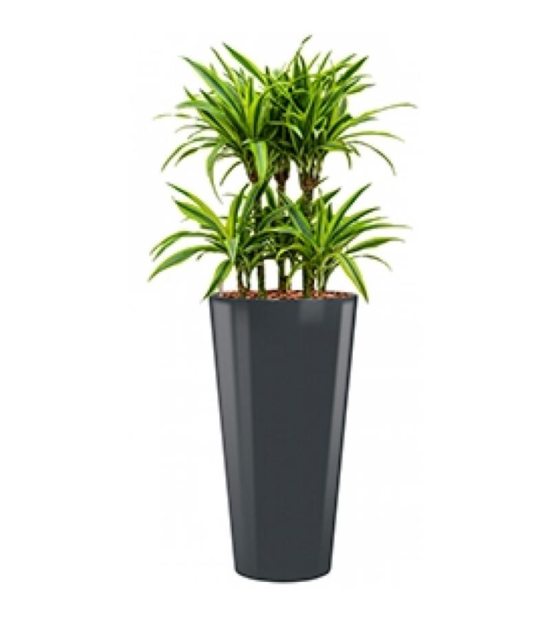 Deluxe All in 1 Hydrocultuur Dracaena lemon lime rond antraciet