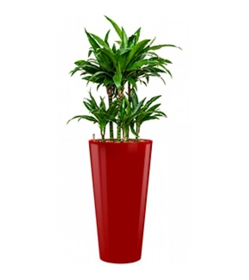 Deluxe All in 1 Hydrocultuur Dracaena janet craig rond rood