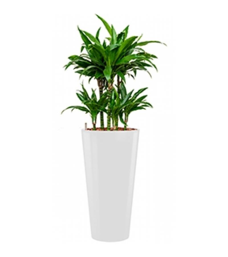 Deluxe All in 1 Hydrocultuur Dracaena janet craig rond wit
