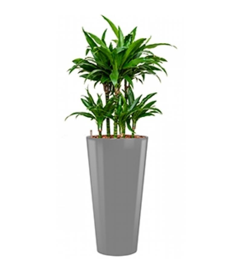 Deluxe All in 1 Hydrocultuur Dracaena janet craig rond zilver