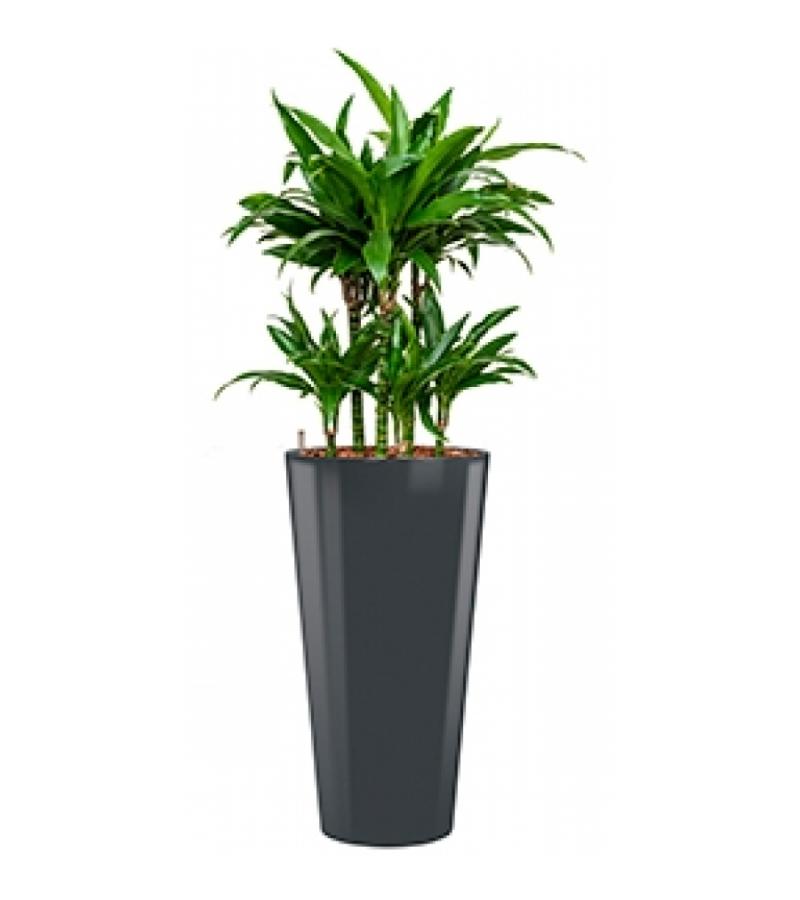 Deluxe All in 1 Hydrocultuur Dracaena janet craig rond antraciet