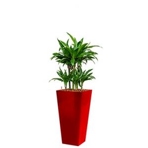 Deluxe All in 1 Hydrocultuur Dracaena janet craig vierkant rood
