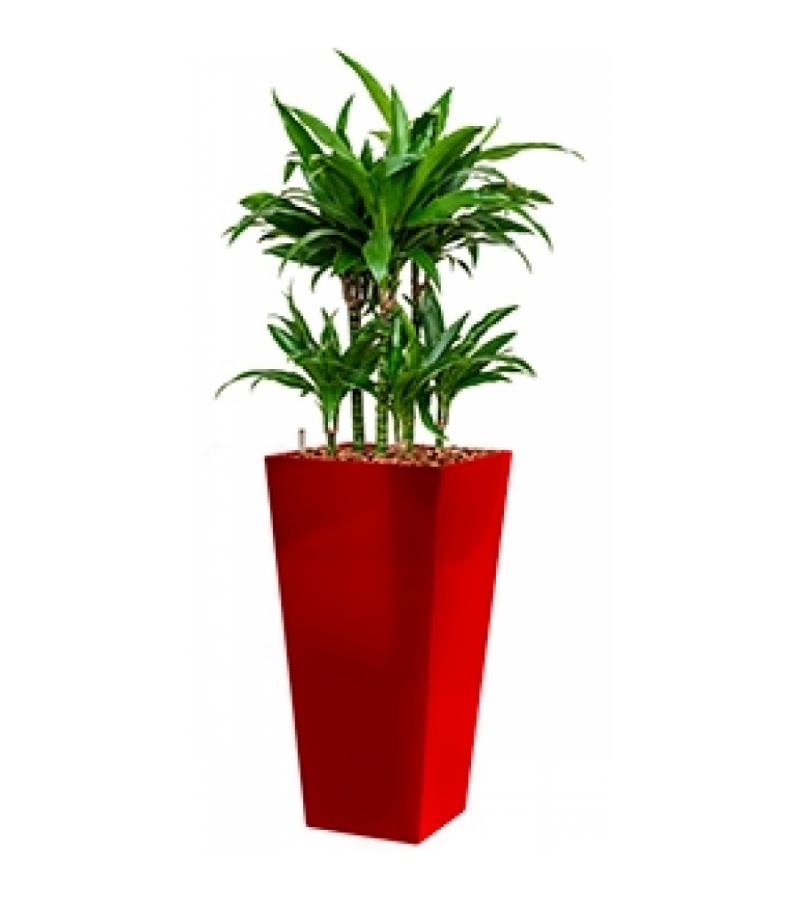 Deluxe All in 1 Hydrocultuur Dracaena janet craig vierkant rood