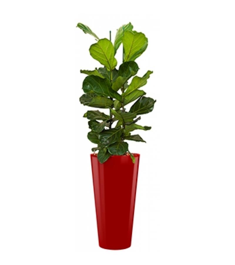 Deluxe All in 1 Hydrocultuur Ficus lyrata rond rood