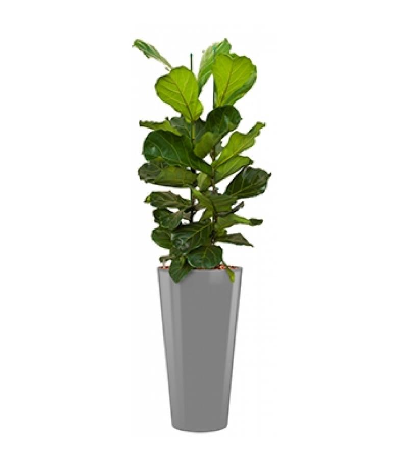 Deluxe All in 1 Hydrocultuur Ficus lyrata rond zilver