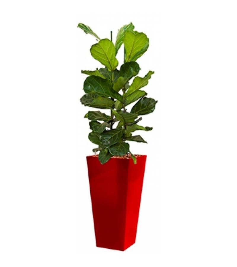 Deluxe All in 1 Hydrocultuur Ficus lyrata vierkant rood