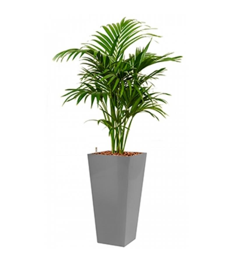Deluxe All in 1 Hydrocultuur Kentia palm forsteriana vierkant zilver