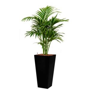 Dagaanbieding - Deluxe All in 1 Hydrocultuur Kentia palm forsteriana vierkant zwart dagelijkse aanbiedingen