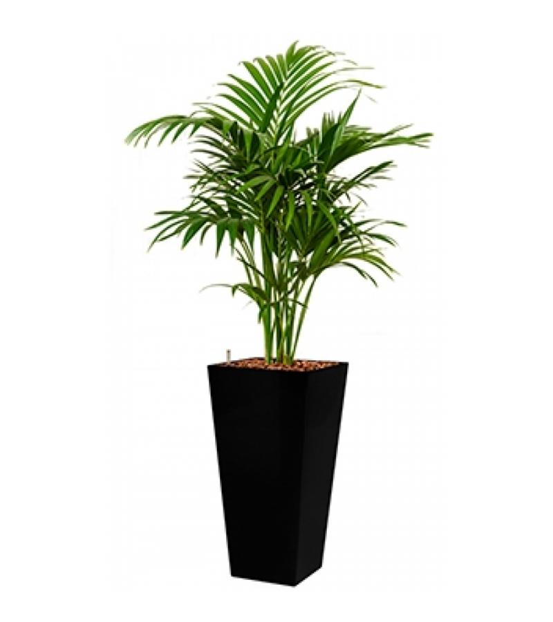 Deluxe All in 1 Hydrocultuur Kentia palm forsteriana vierkant zwart