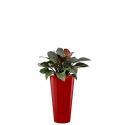 Deluxe All in 1 Hydrocultuur Philodendron imperial red rond rood