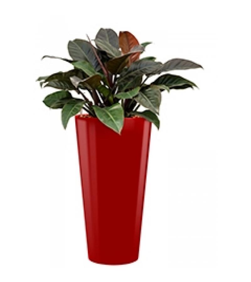 Deluxe All in 1 Hydrocultuur Philodendron imperial red rond rood
