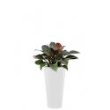 Deluxe All in 1 Hydrocultuur Philodendron imperial red rond wit