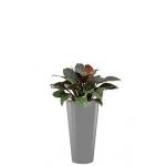Deluxe All in 1 Hydrocultuur Philodendron imperial red rond zilver