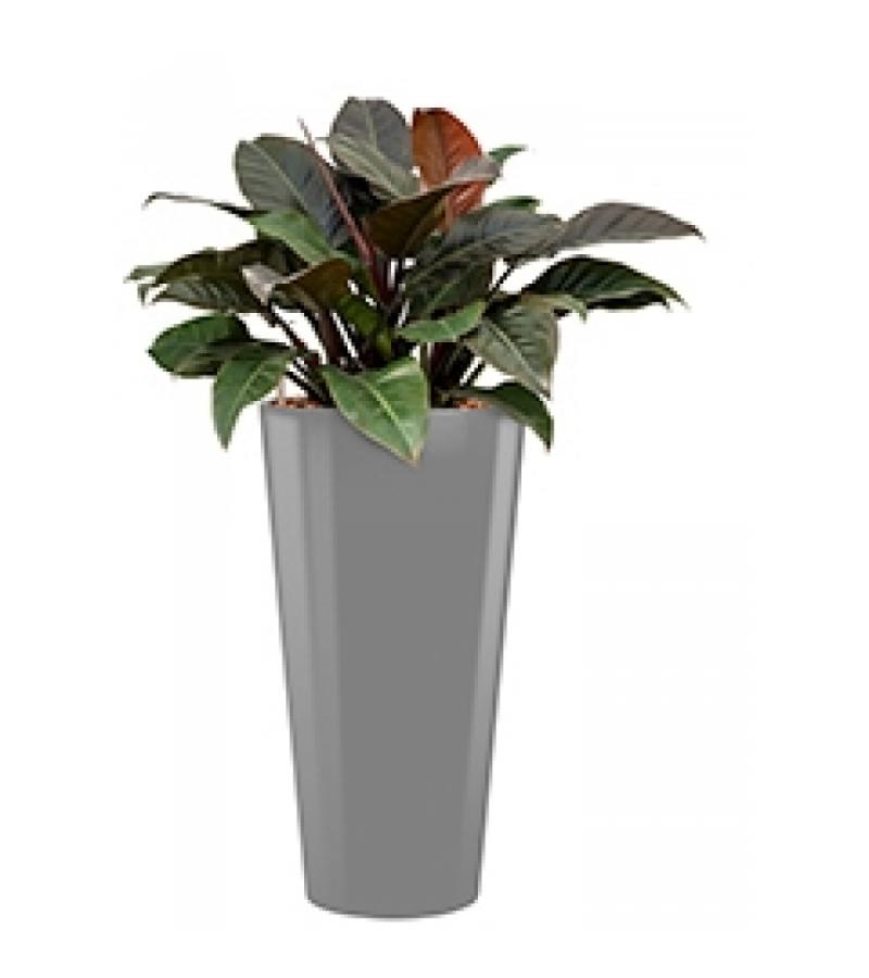 Deluxe All in 1 Hydrocultuur Philodendron imperial red rond zilver
