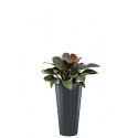Deluxe All in 1 Hydrocultuur Philodendron imperial red rond antraciet