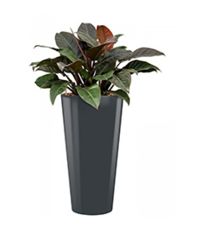 Deluxe All in 1 Hydrocultuur Philodendron imperial red rond antraciet