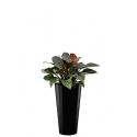 Deluxe All in 1 Hydrocultuur Philodendron imperial red rond zwart