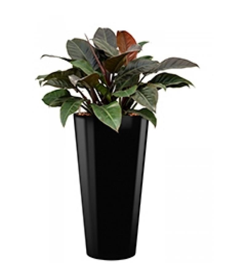 Deluxe All in 1 Hydrocultuur Philodendron imperial red rond zwart