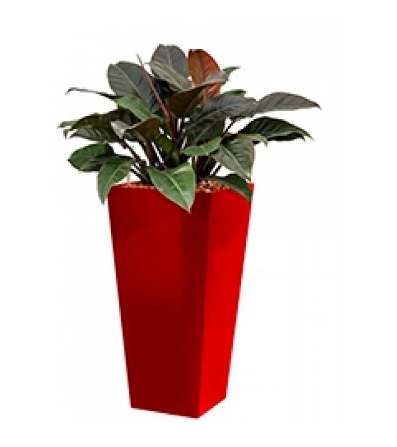 Deluxe All in 1 Hydrocultuur Philodendron imperial red vierkant rood