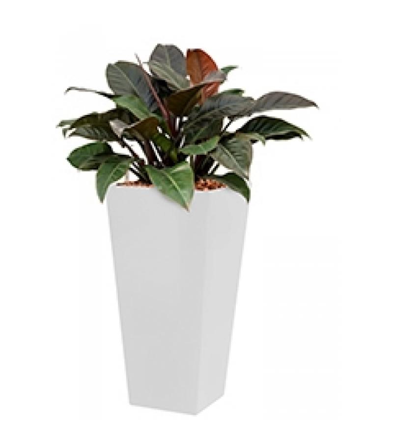 Deluxe All in 1 Hydrocultuur Philodendron imperial red vierkant wit