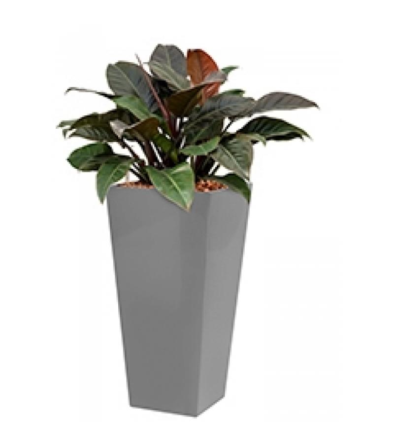 Deluxe All in 1 Hydrocultuur Philodendron imperial red vierkant zilver