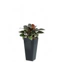 Deluxe All in 1 Hydrocultuur Philodendron imperial red vierkant antraciet