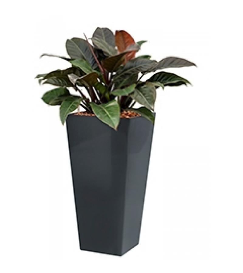 Deluxe All in 1 Hydrocultuur Philodendron imperial red vierkant antraciet