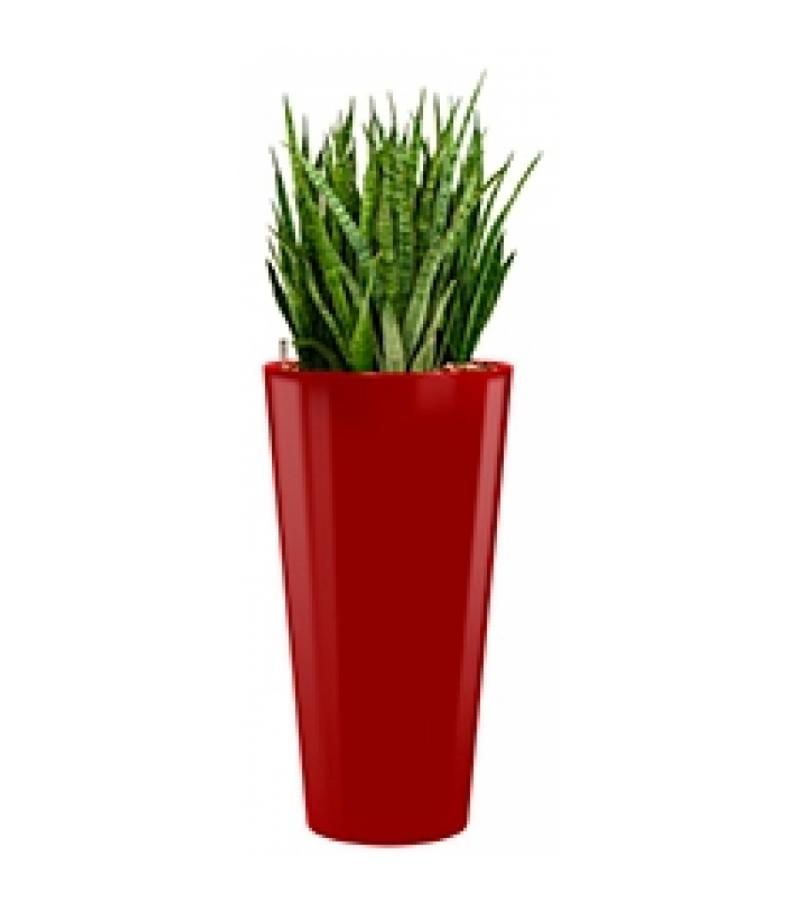 Deluxe All in 1 Hydrocultuur Sansevieria kirkii rond rood