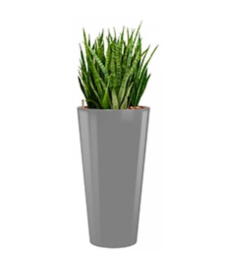 Deluxe All in 1 Hydrocultuur Sansevieria kirkii rond zilver