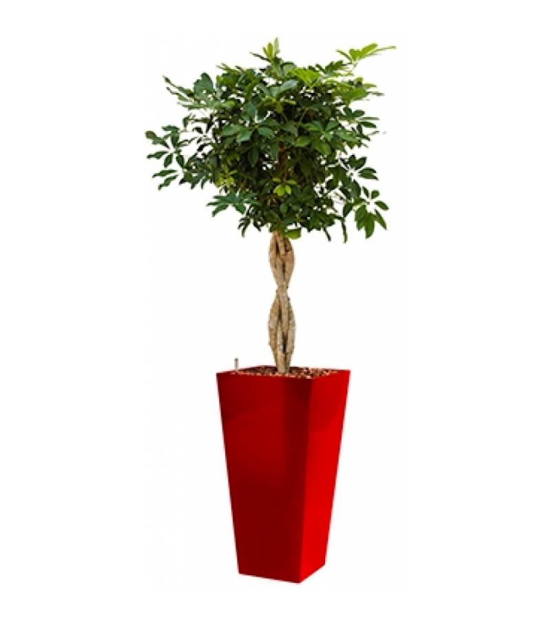 Deluxe All in 1 Hydrocultuur Schefflera arboricola vierkant rood
