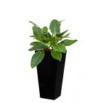 Deluxe All in 1 Hydrocultuur Philodendron imperial green vierkant zwart
