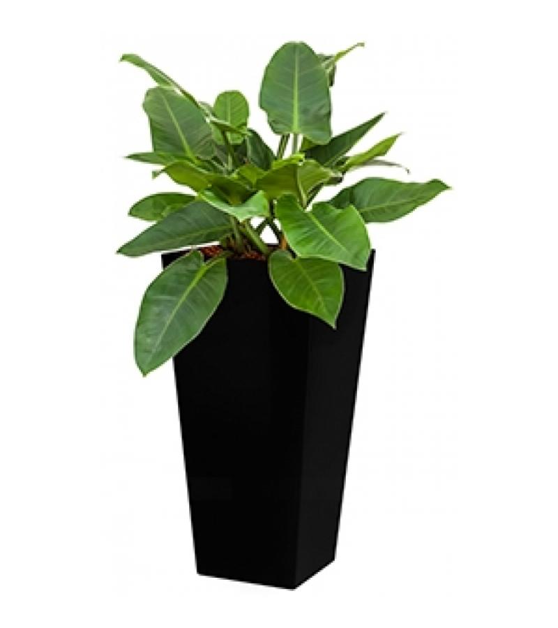 Deluxe All in 1 Hydrocultuur Philodendron imperial green vierkant zwart