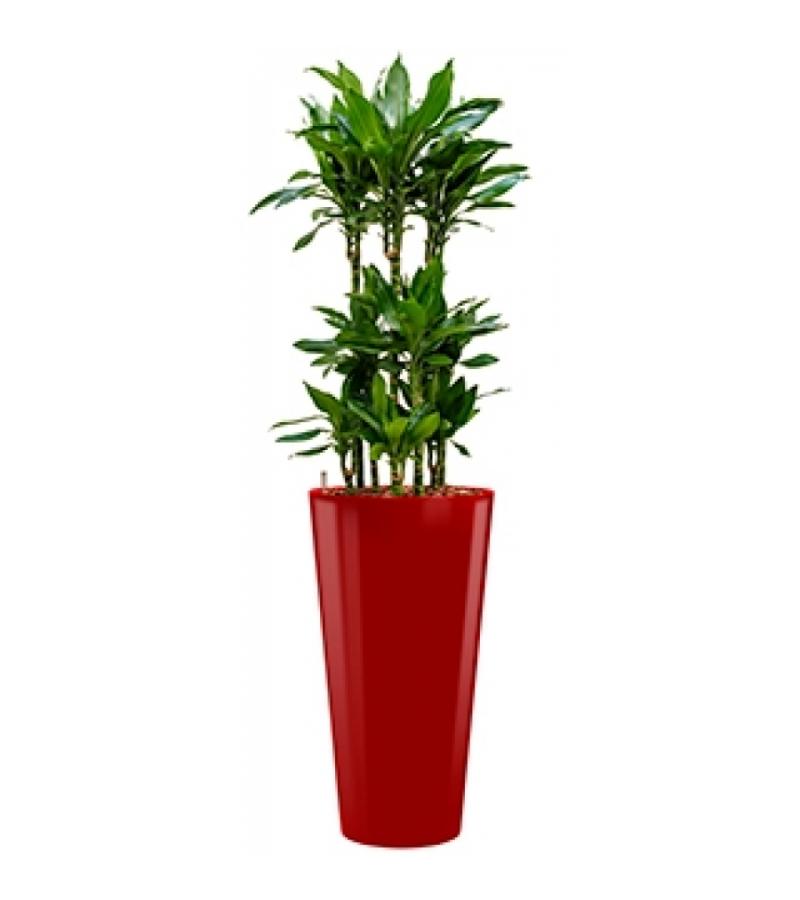 Premium All in 1 Hydrocultuur Dracaena janet lind rond rood