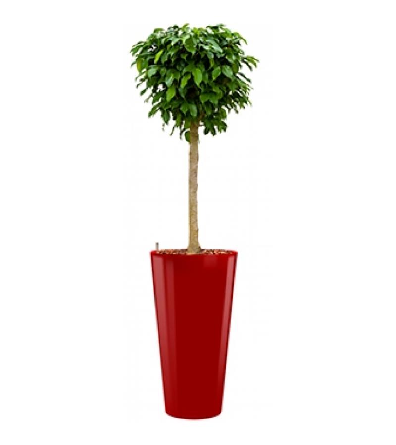 Premium All in 1 Hydrocultuur Ficus benjamina columnar rond rood
