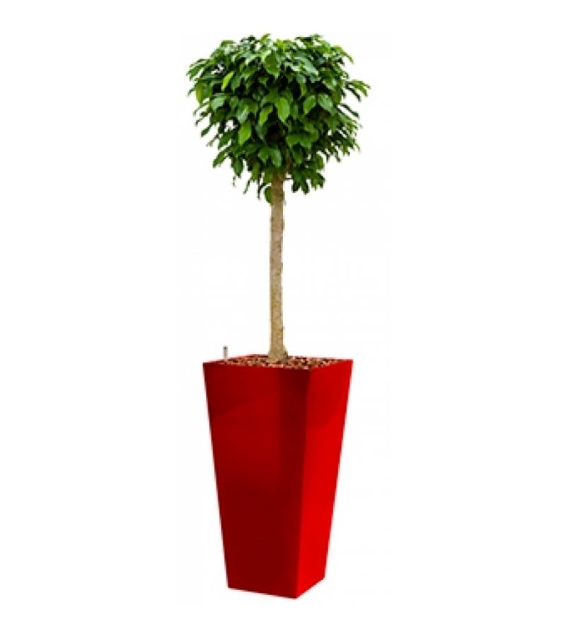 Premium All in 1 Hydrocultuur Ficus benjamina columnar vierkant rood