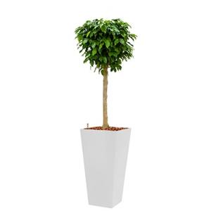 Dagaanbieding - Premium All in 1 Hydrocultuur Ficus benjamina columnar vierkant wit dagelijkse aanbiedingen
