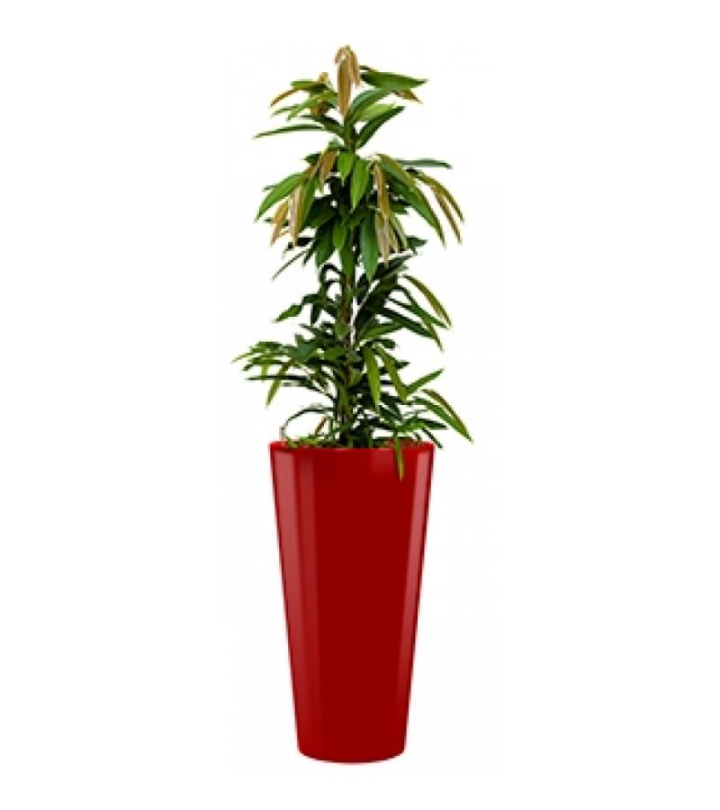 Standard All in 1 Hydrocultuur Ficus amstel rond rood