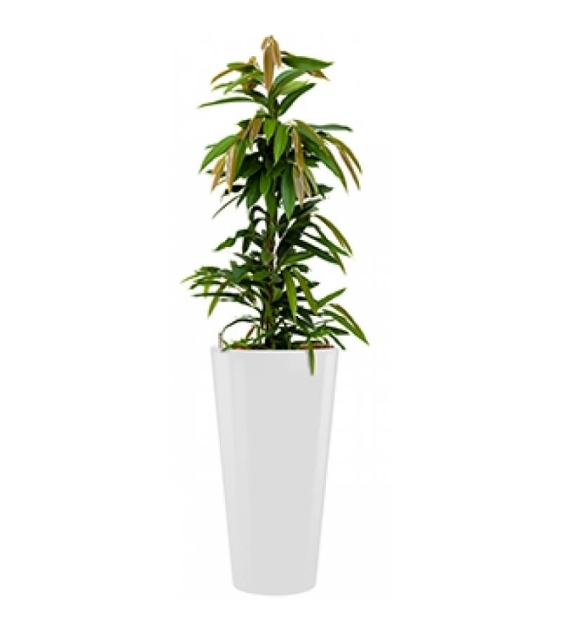 Standard All in 1 Hydrocultuur Ficus amstel rond wit