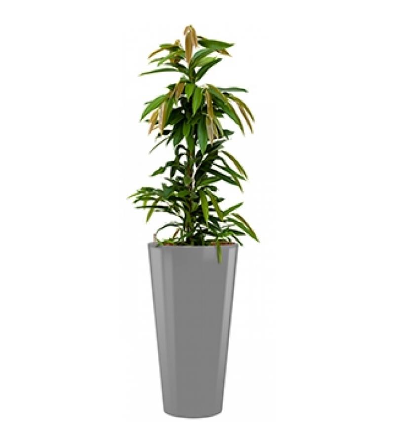 Standard All in 1 Hydrocultuur Ficus amstel rond zilver
